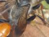 Sphex funerarius